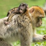 Image macaques